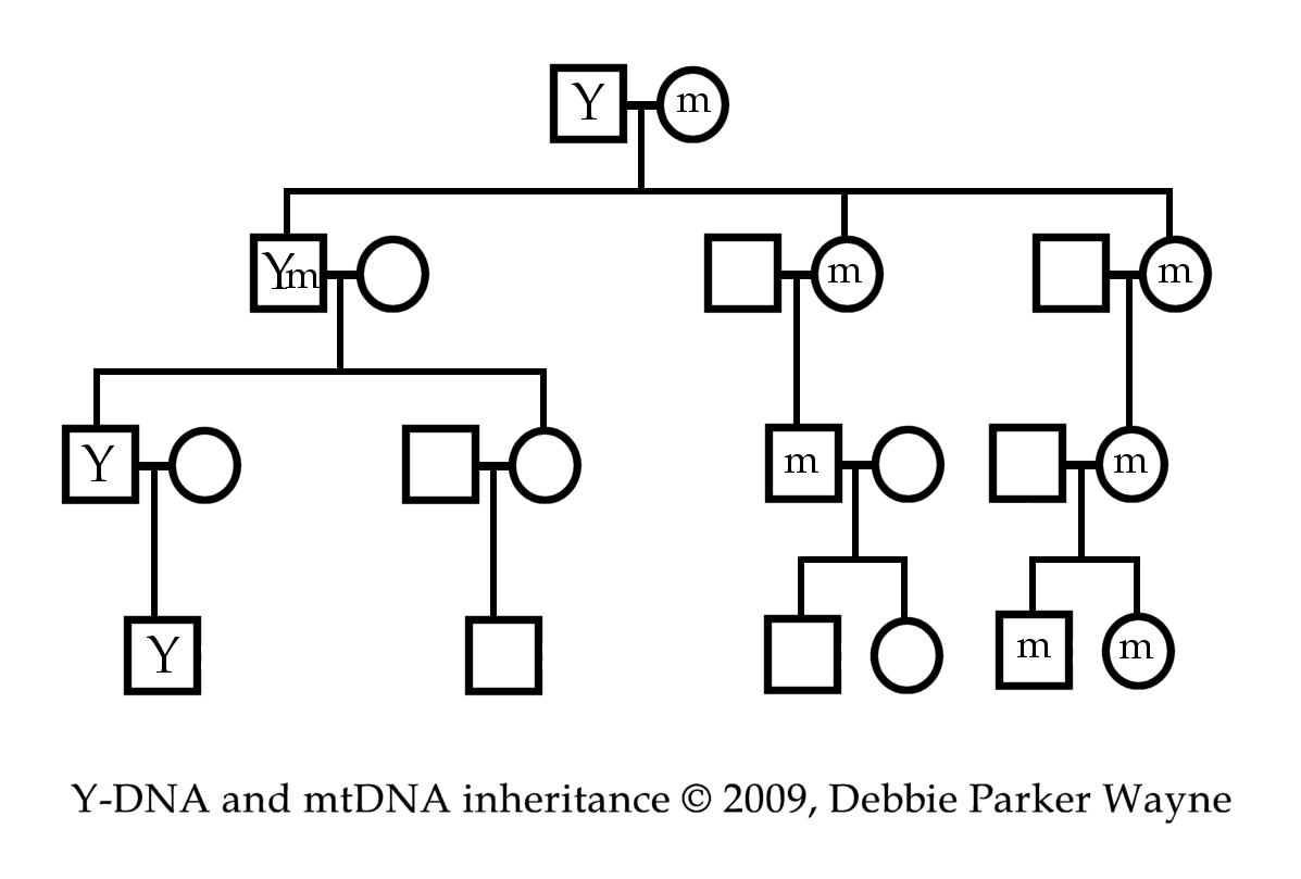 Genogram Showing DNA Inheritance