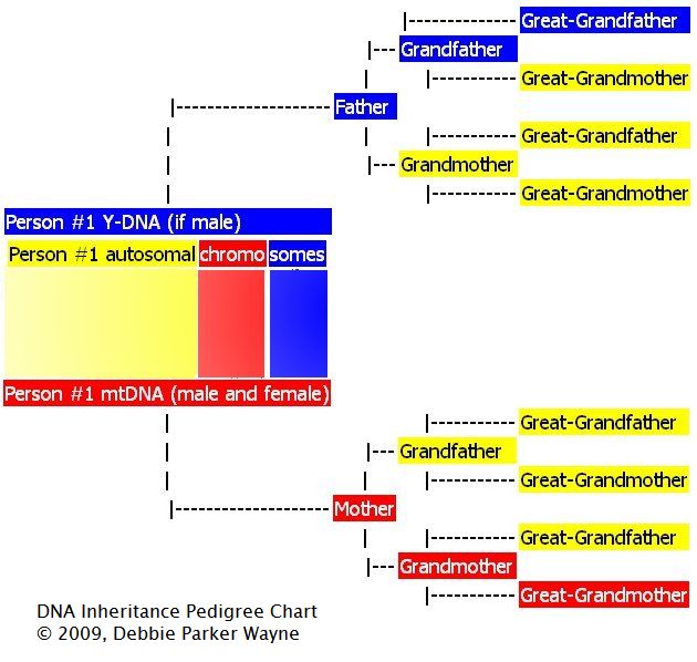 DNA Inheritance Pedigree Chart